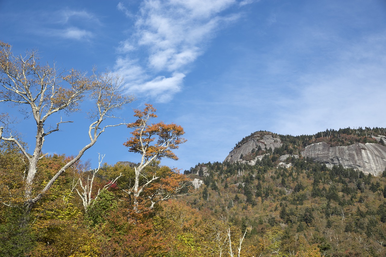 autumn fall leaves season free photo