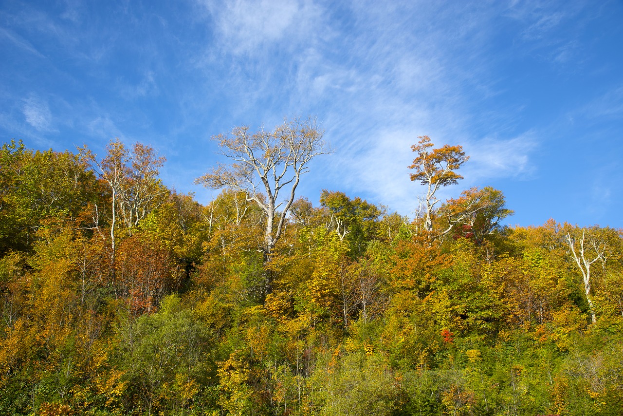 autumn fall leaves season free photo