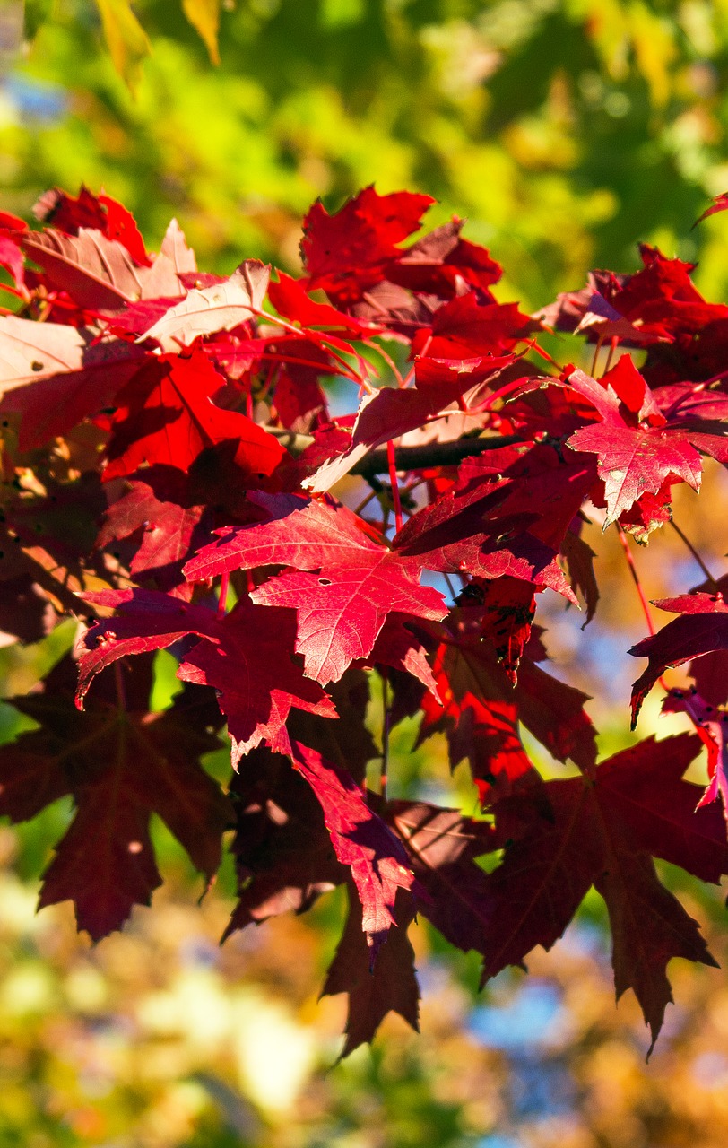 autumn fall leaves free photo