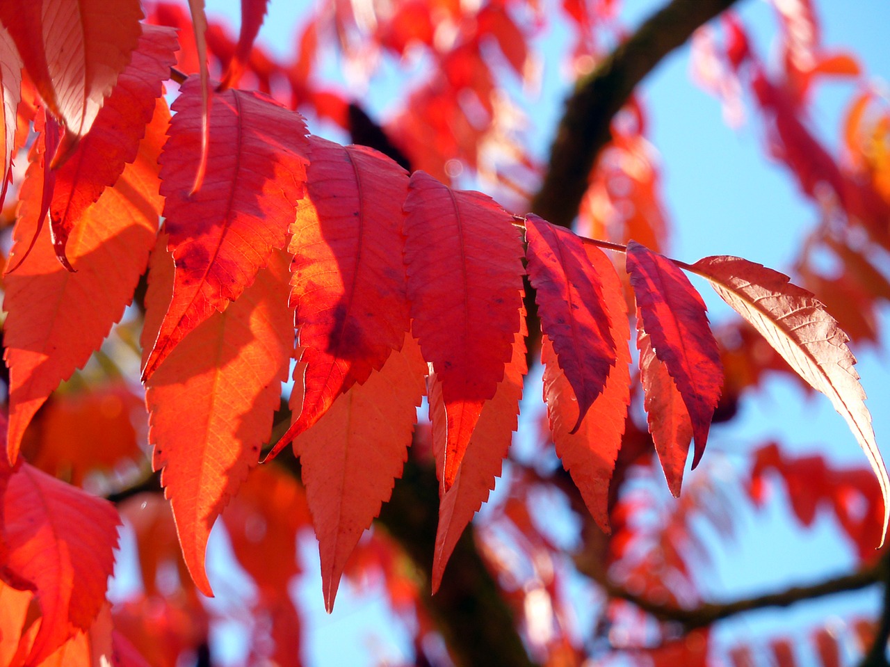 autumn autumn leaf fall color free photo