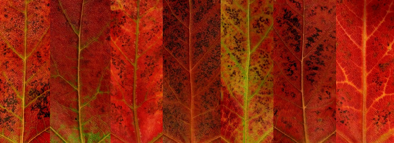 autumn fall leaf free photo
