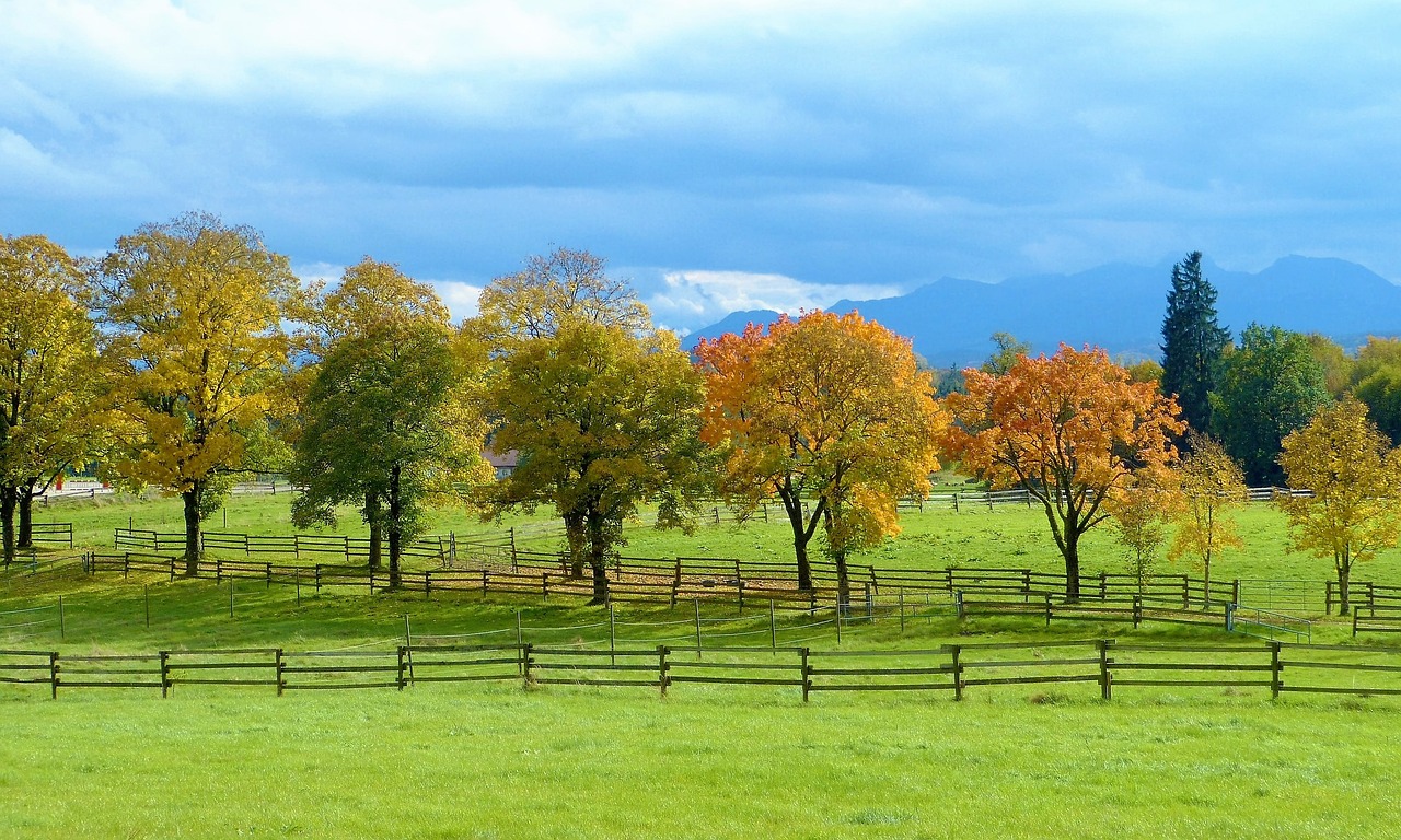 autumn trees color free photo