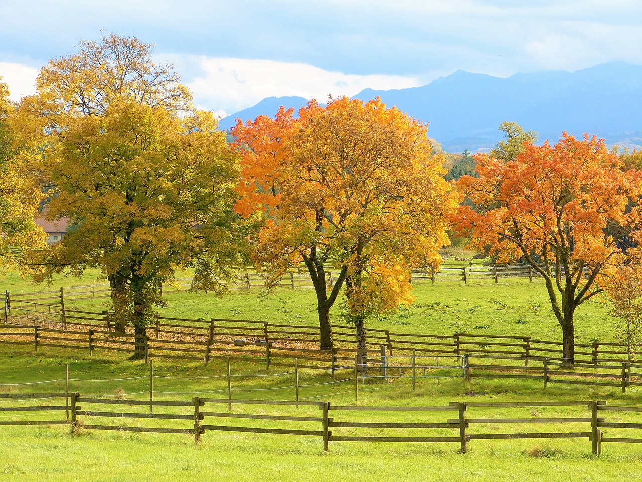 autumn trees colorful free photo