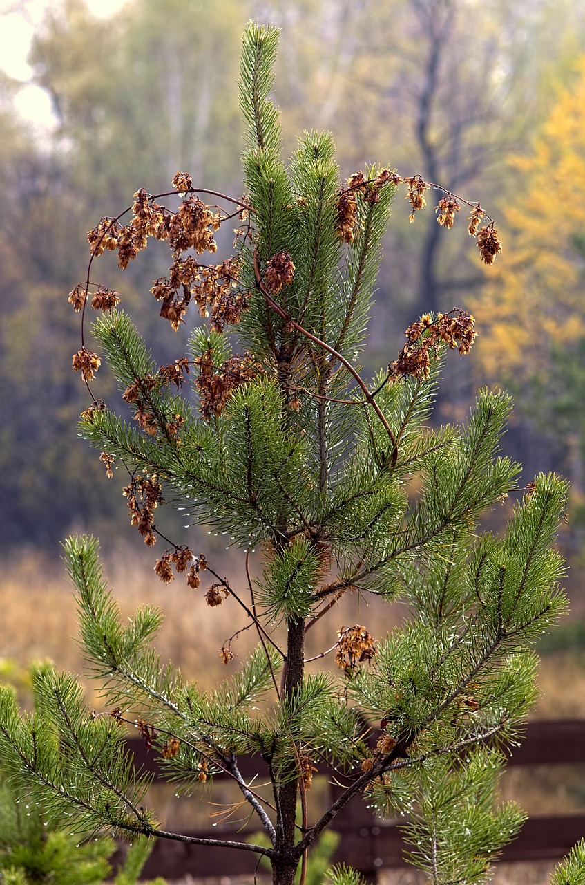 autumn pine nature free photo