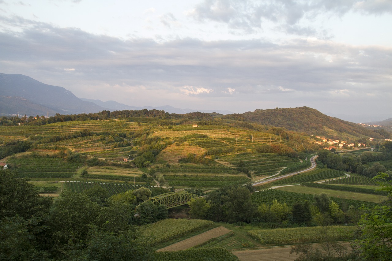 autumn outdoor vineyard free photo