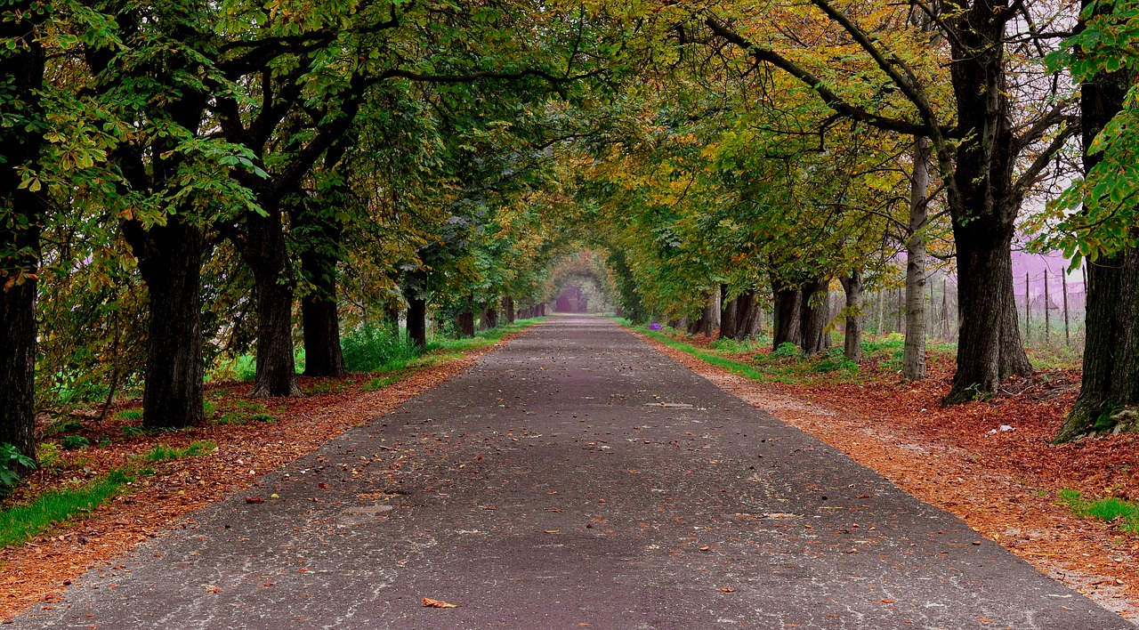 autumn road trees free photo