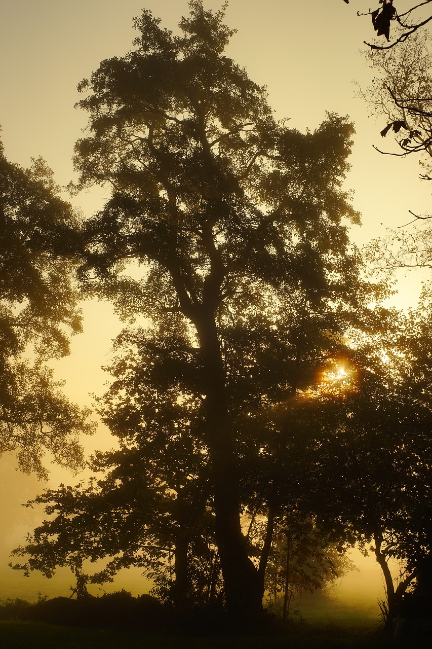 autumn morning fog free photo