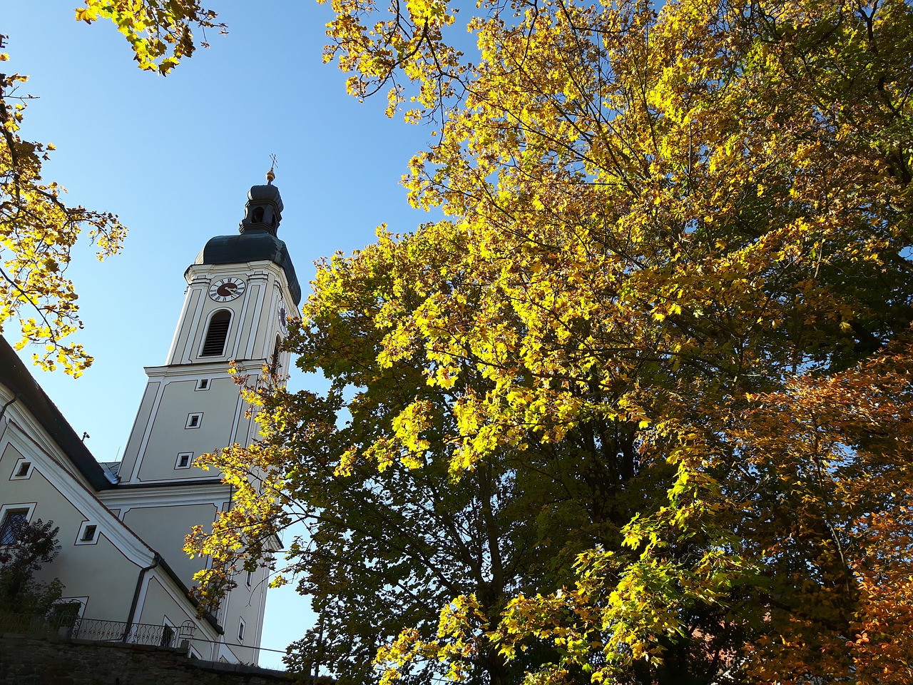 autumn leaves tree free photo