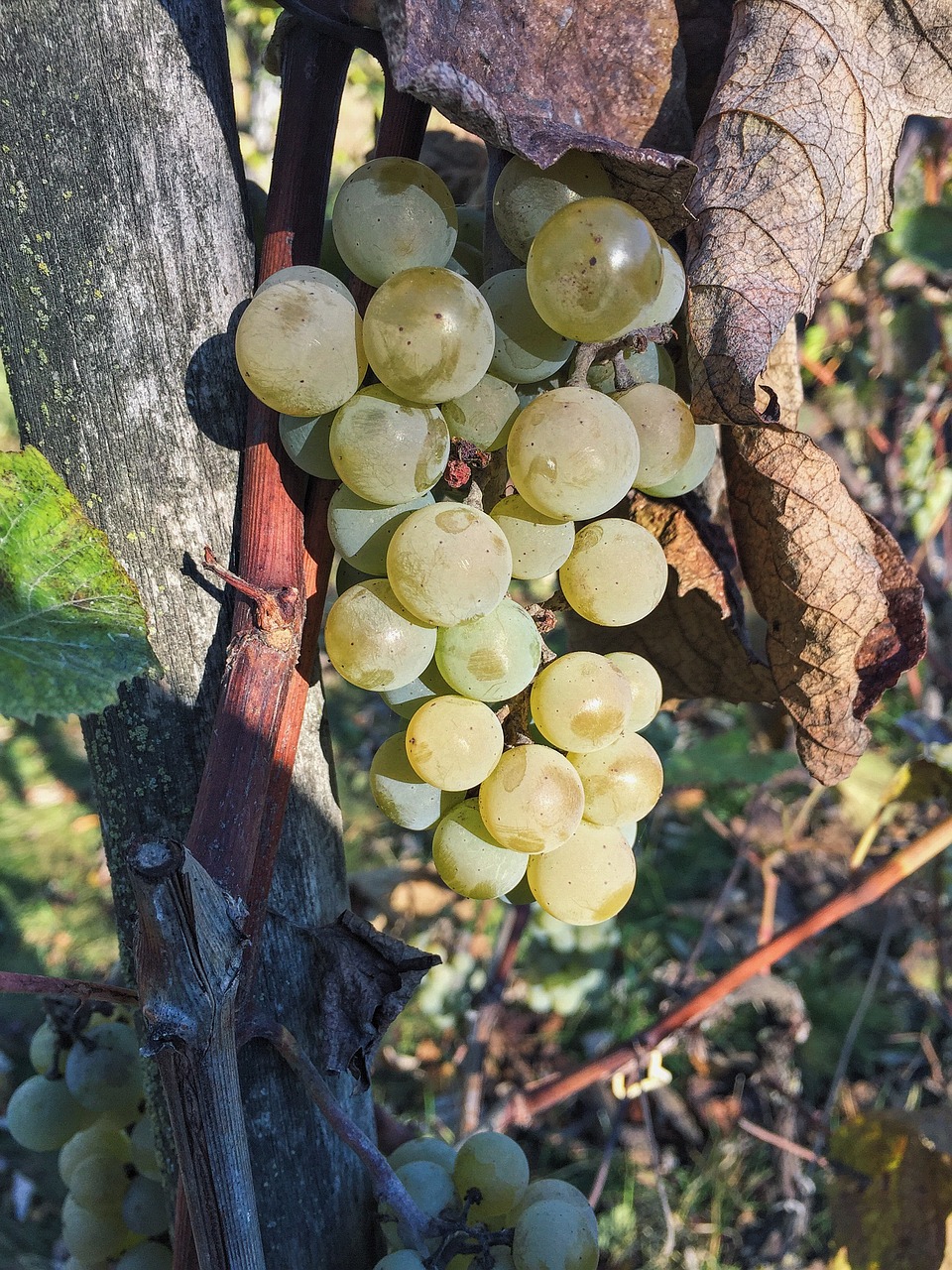 autumn grapes garden free photo