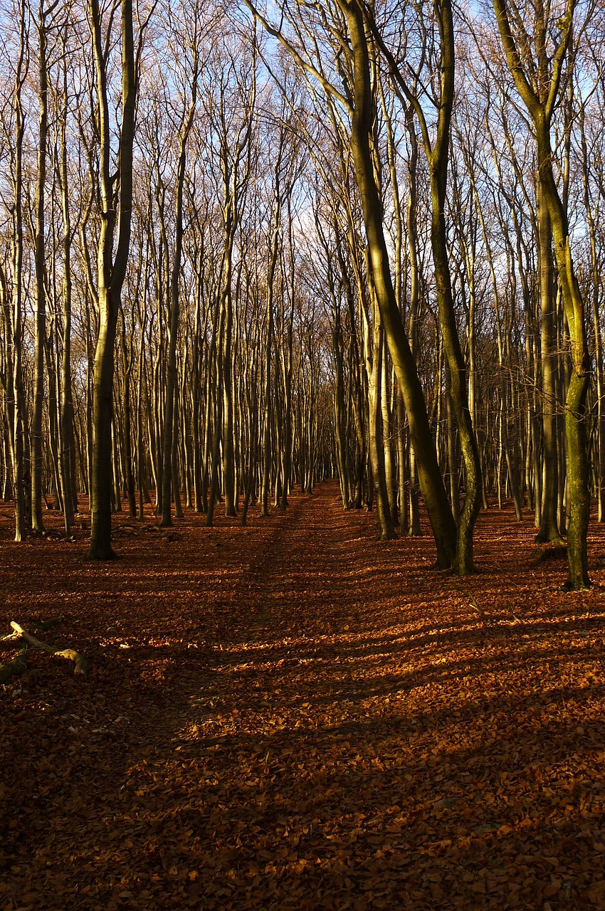 autumn forest nature free photo