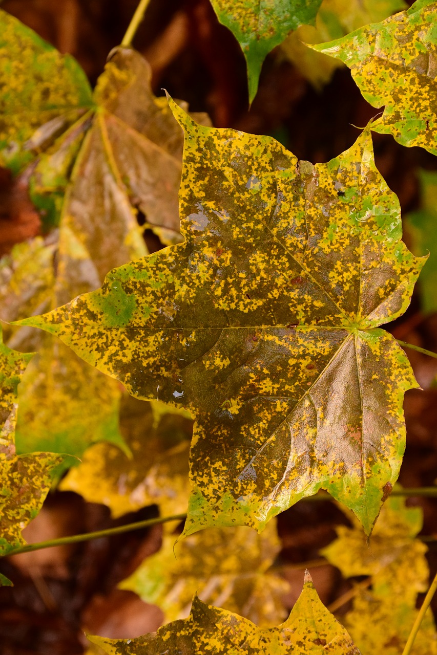 autumn fall foliage leaves free photo