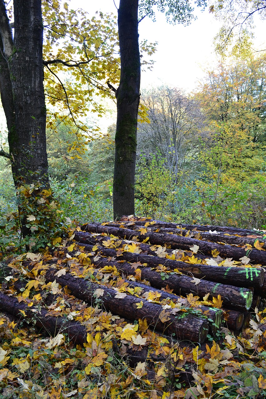 autumn leaves autumn forest free photo