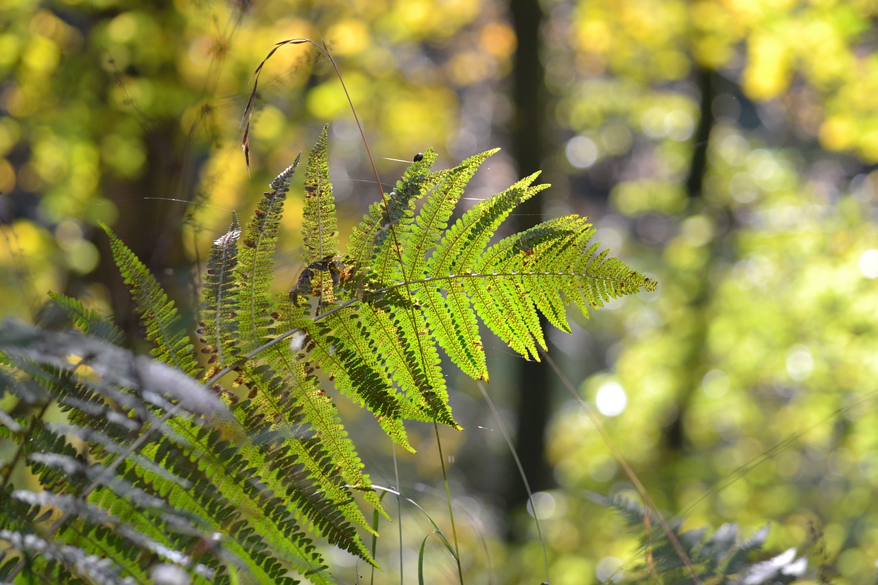 autumn autumn forest autumn mood free photo