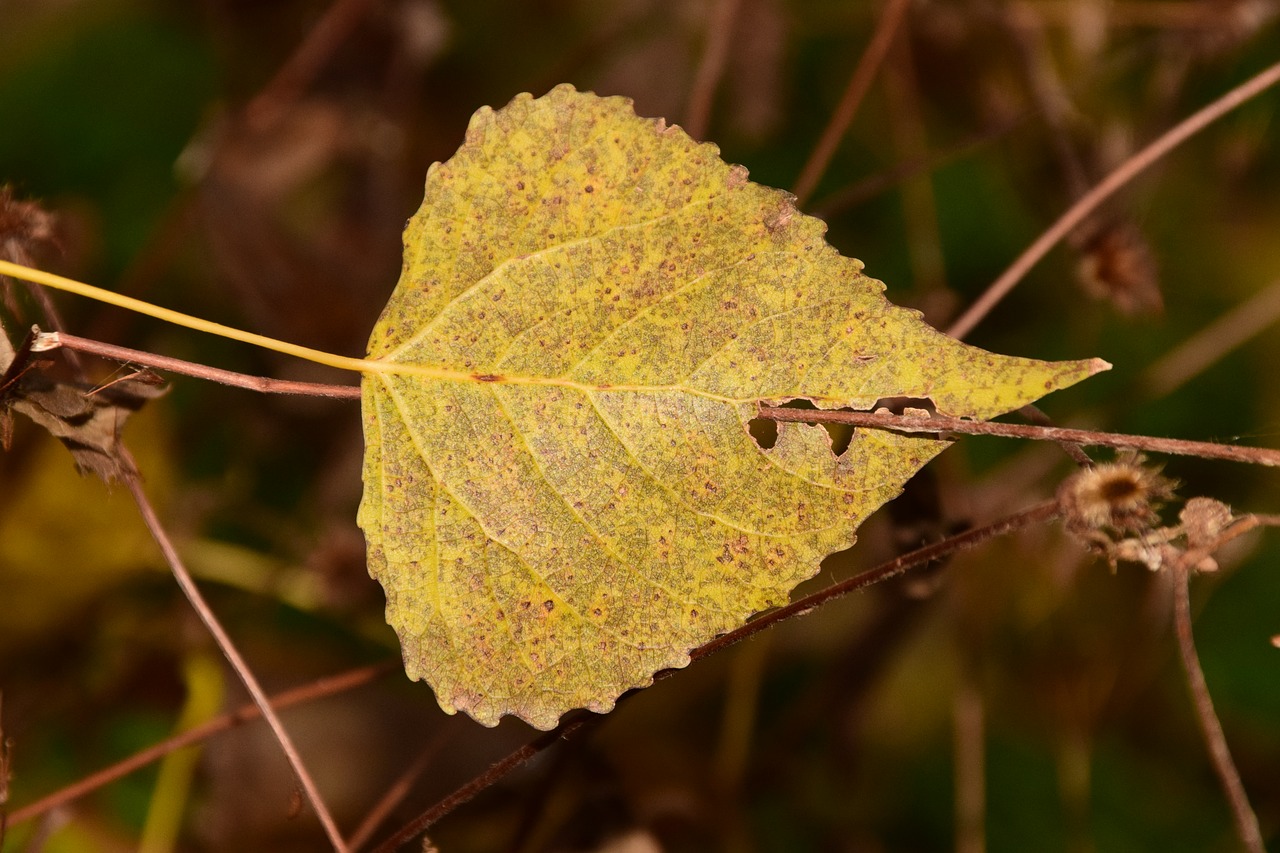 autumn fall foliage leaves free photo