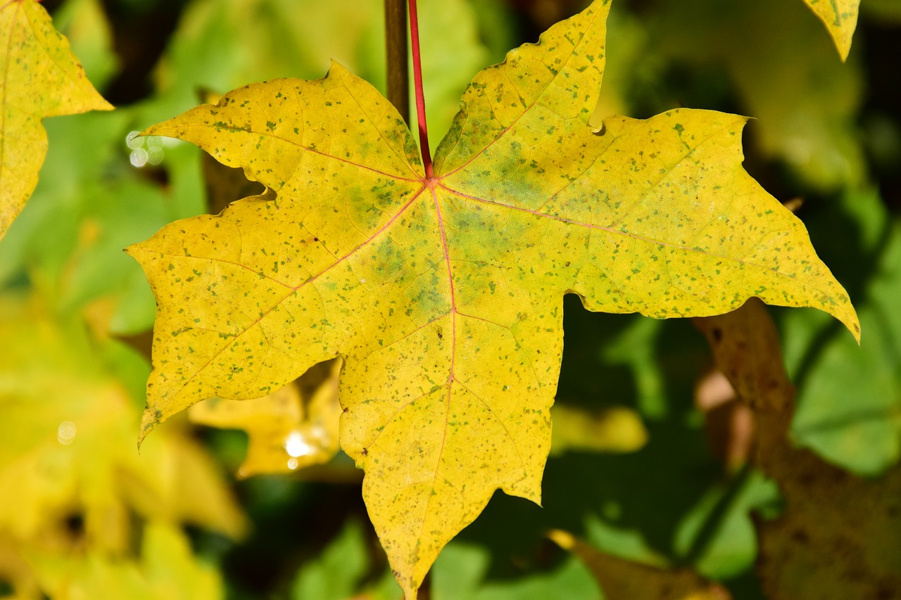 autumn fall foliage leaves free photo