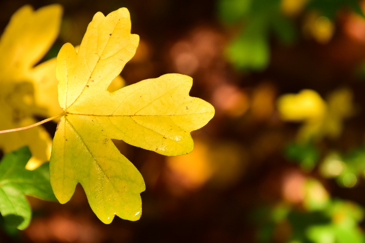 autumn fall foliage leaves free photo