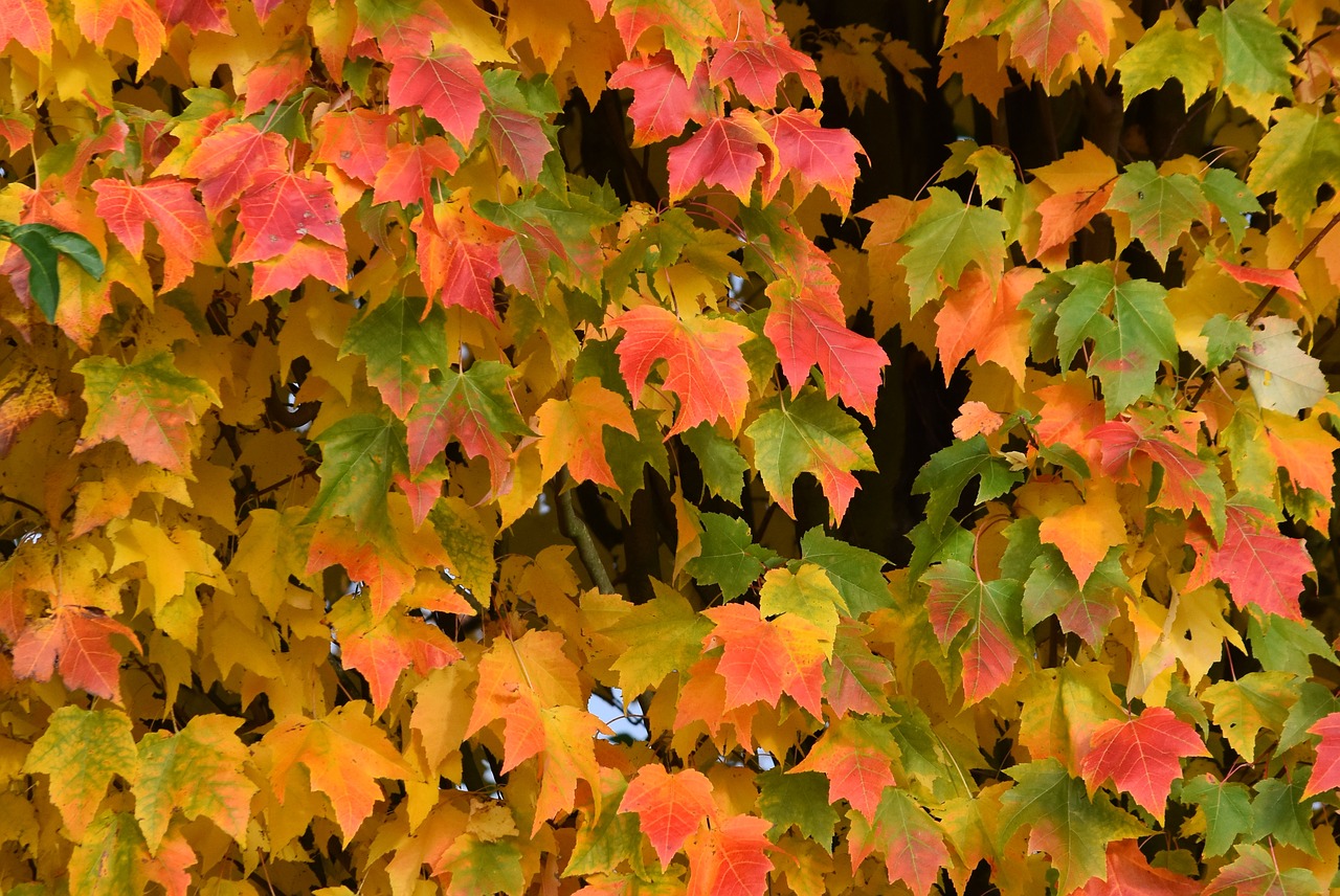 autumn colors leaves free photo