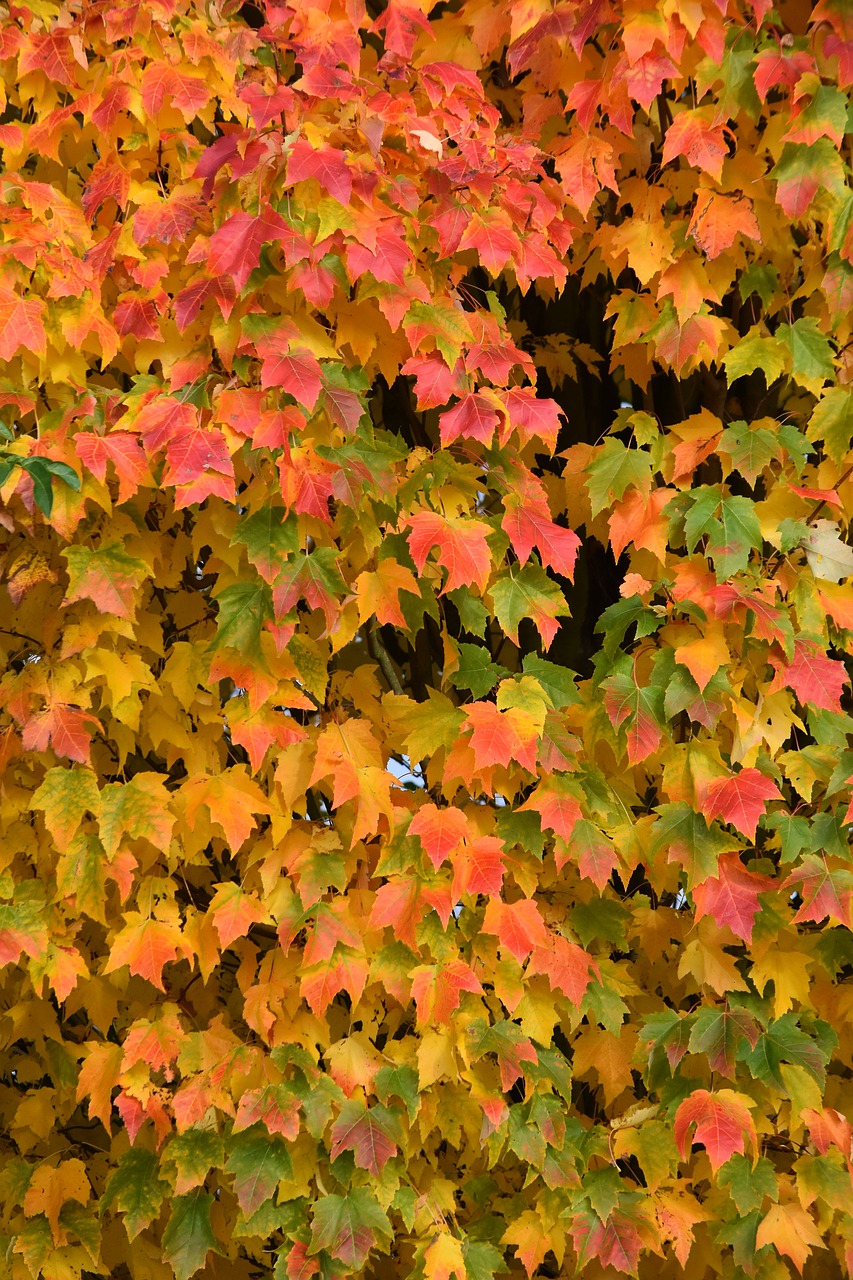 autumn colors leaves free photo