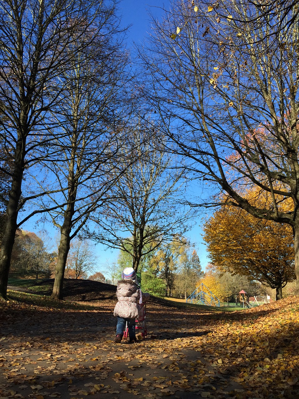 autumn tree trees light free photo