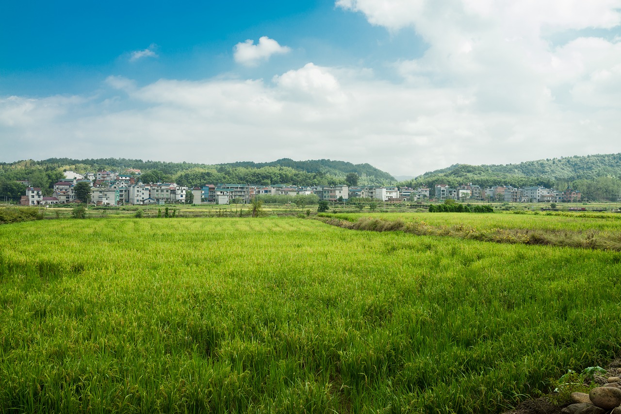 autumn in rice field sky free photo