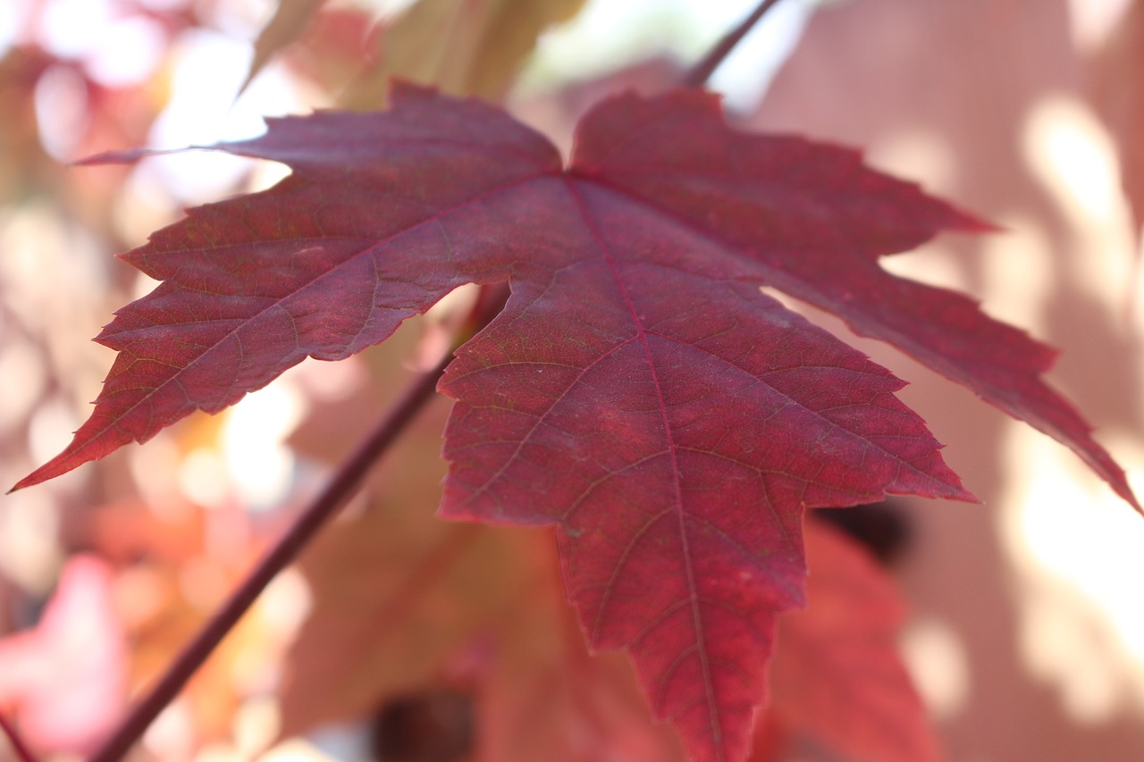 autumn leaves fall leaves free photo