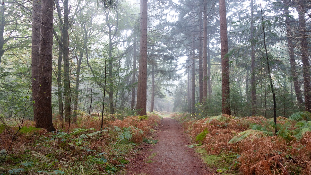 autumn nature forest free photo