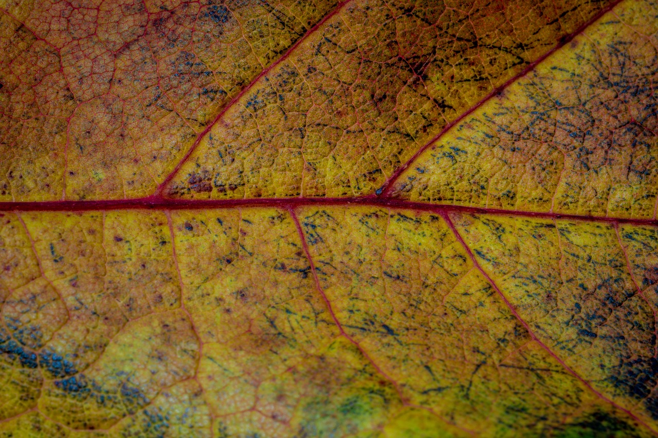 autumn leaves leaf free photo