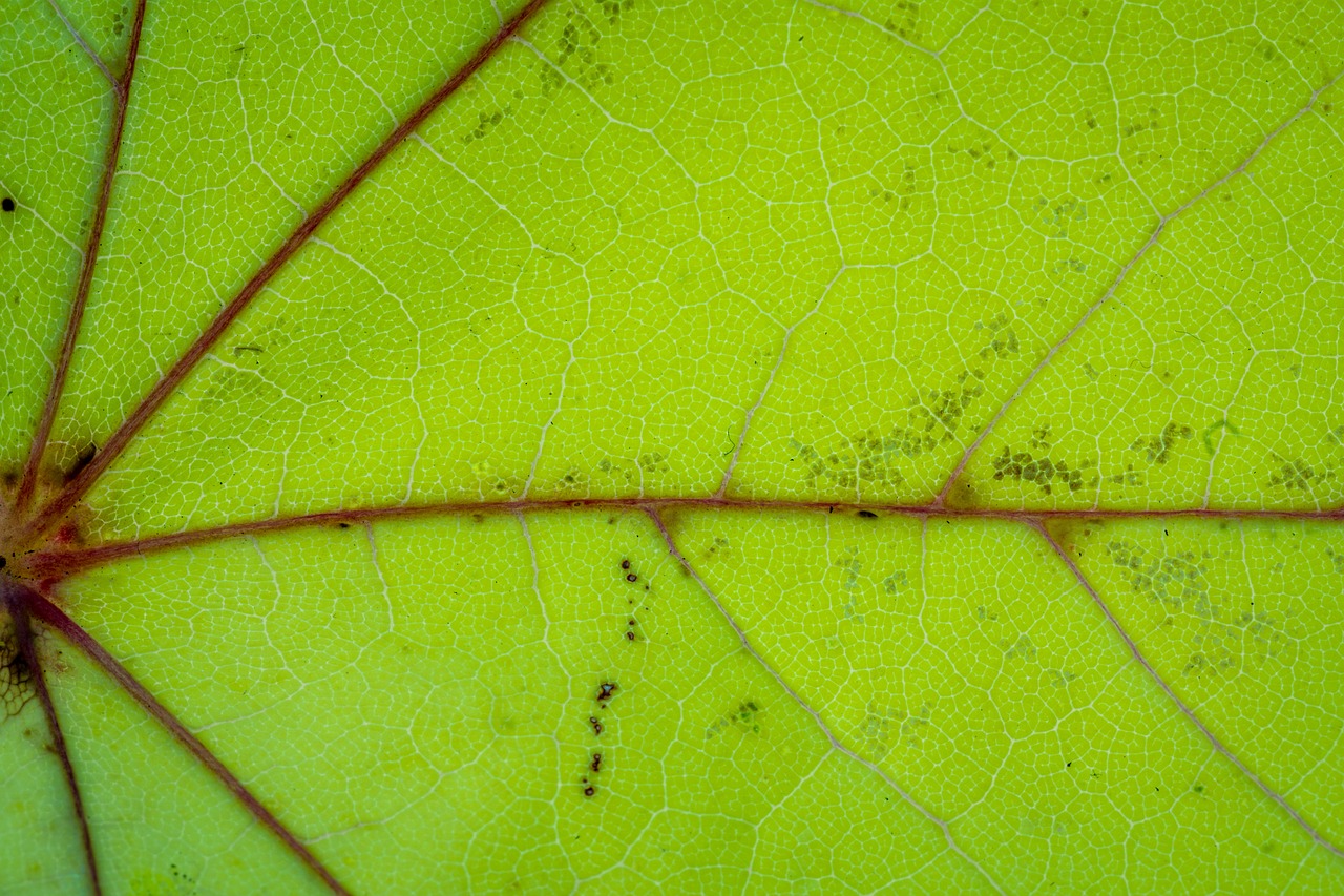 autumn leaves leaf free photo