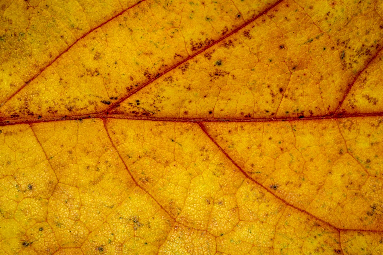 autumn leaves leaf free photo