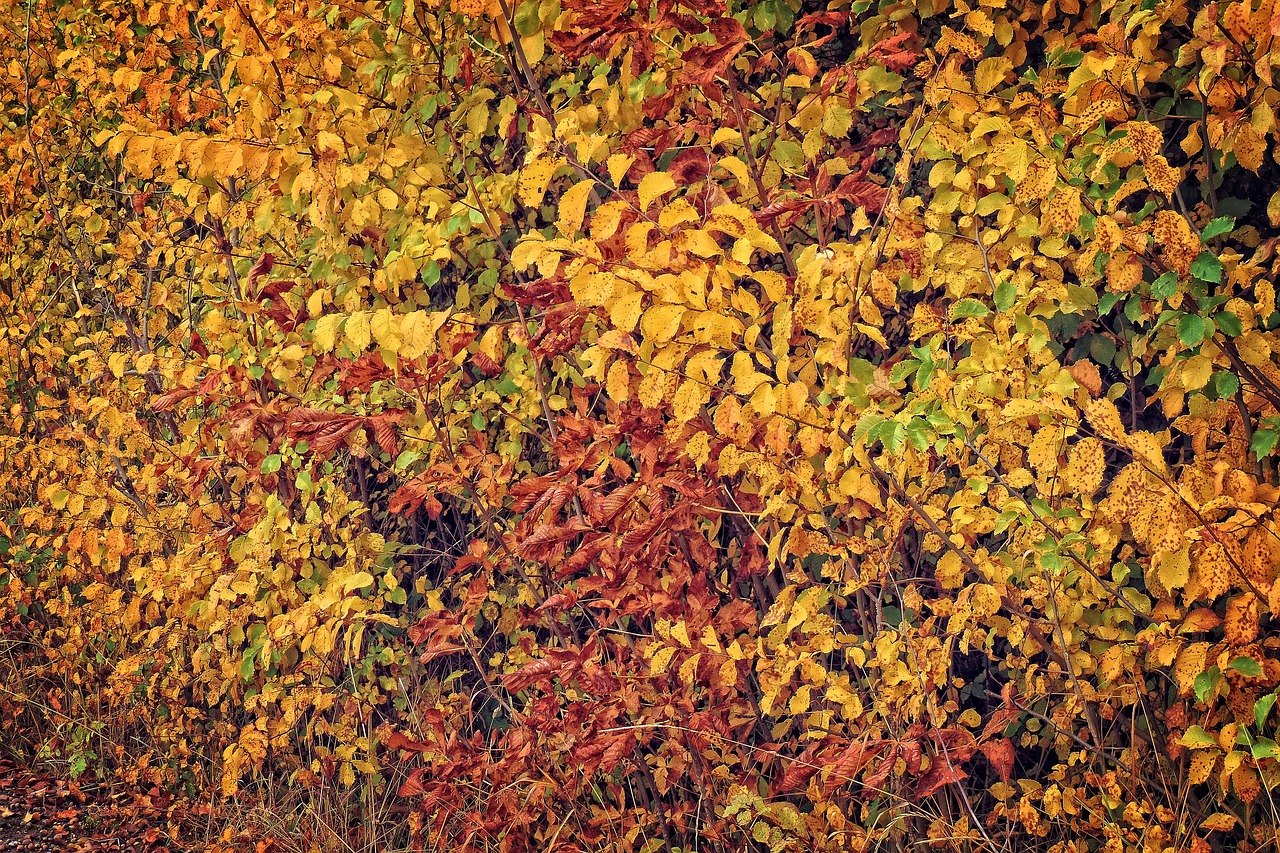 autumn colorful leaves fall color free photo