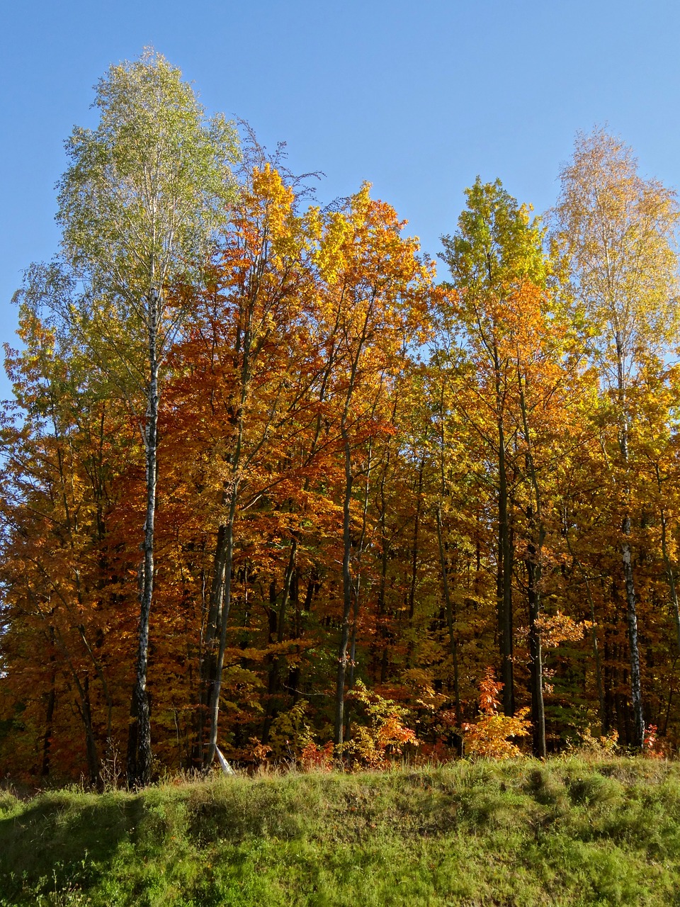 autumn poland landscape free photo