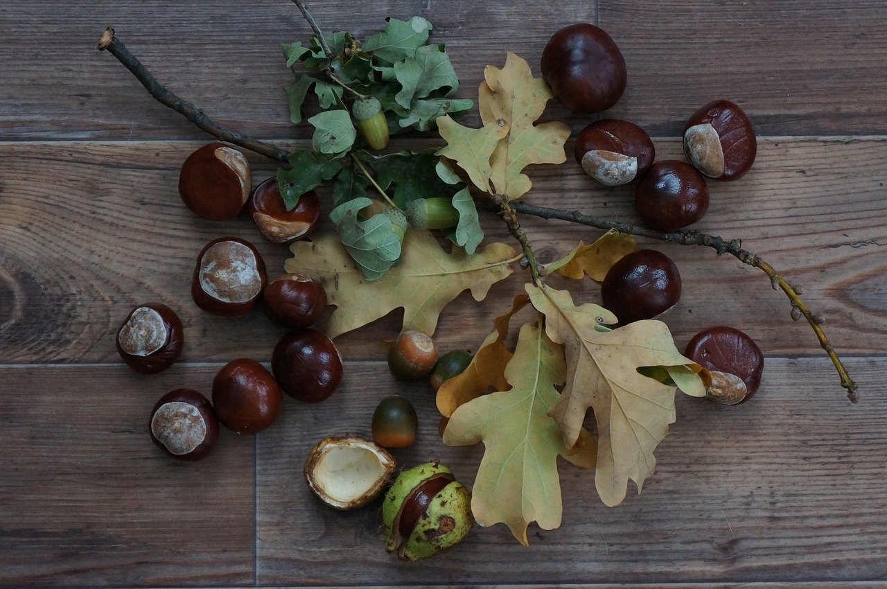 autumn acorns chestnut free photo