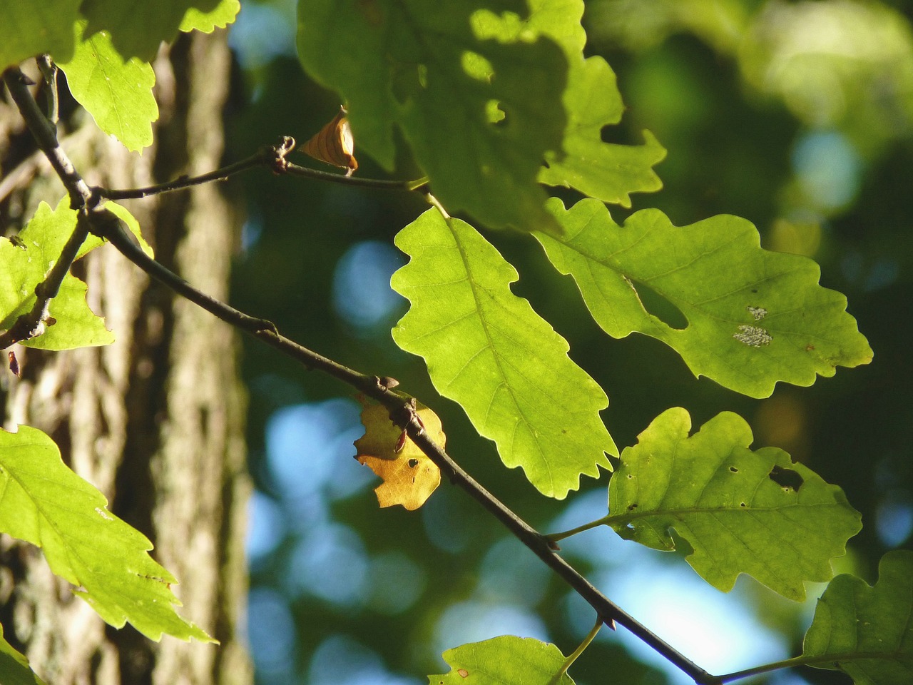 autumn oak tree free photo