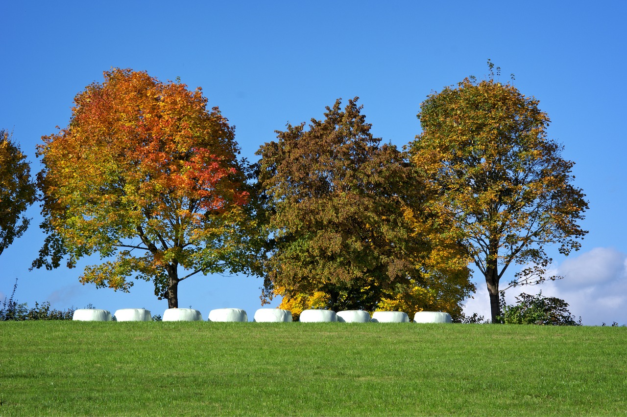 autumn trees group free photo