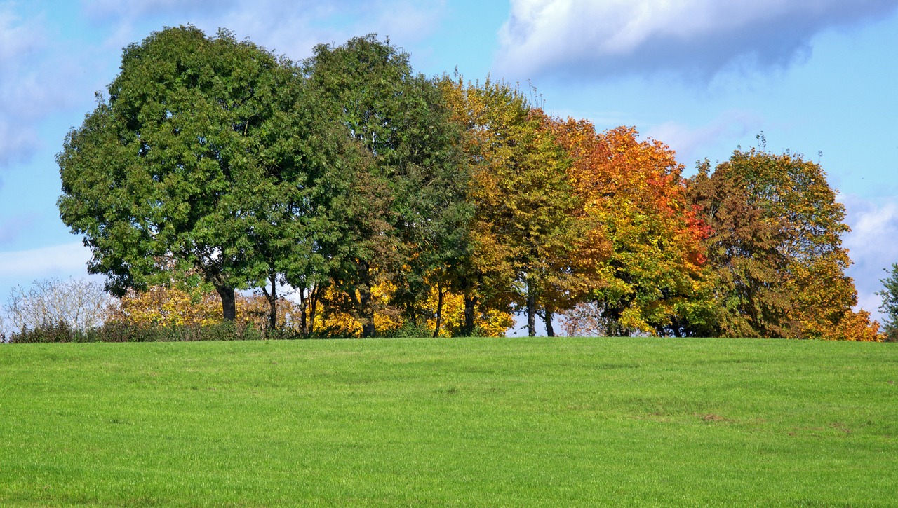 autumn trees group free photo