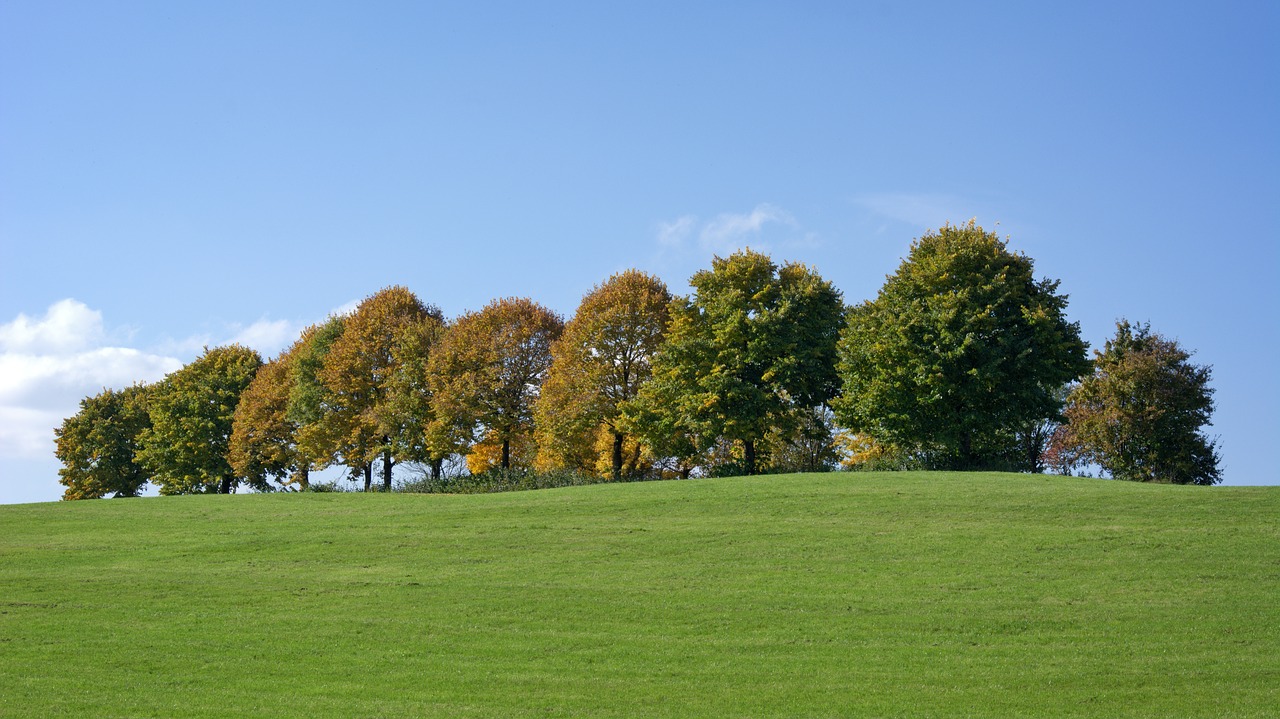 autumn trees group free photo