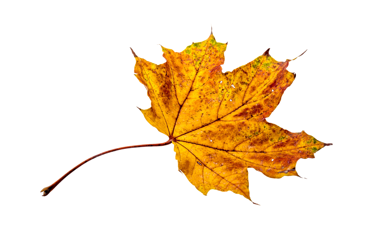 Download free photo of Autumn,leaves,leaf,transparent,fall color - from ...