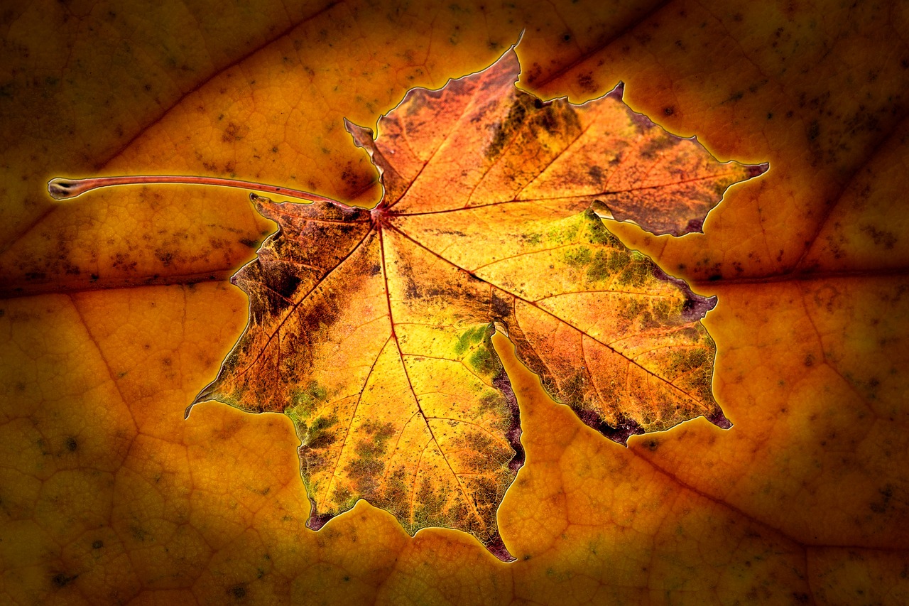 autumn leaf leaves in the autumn free photo