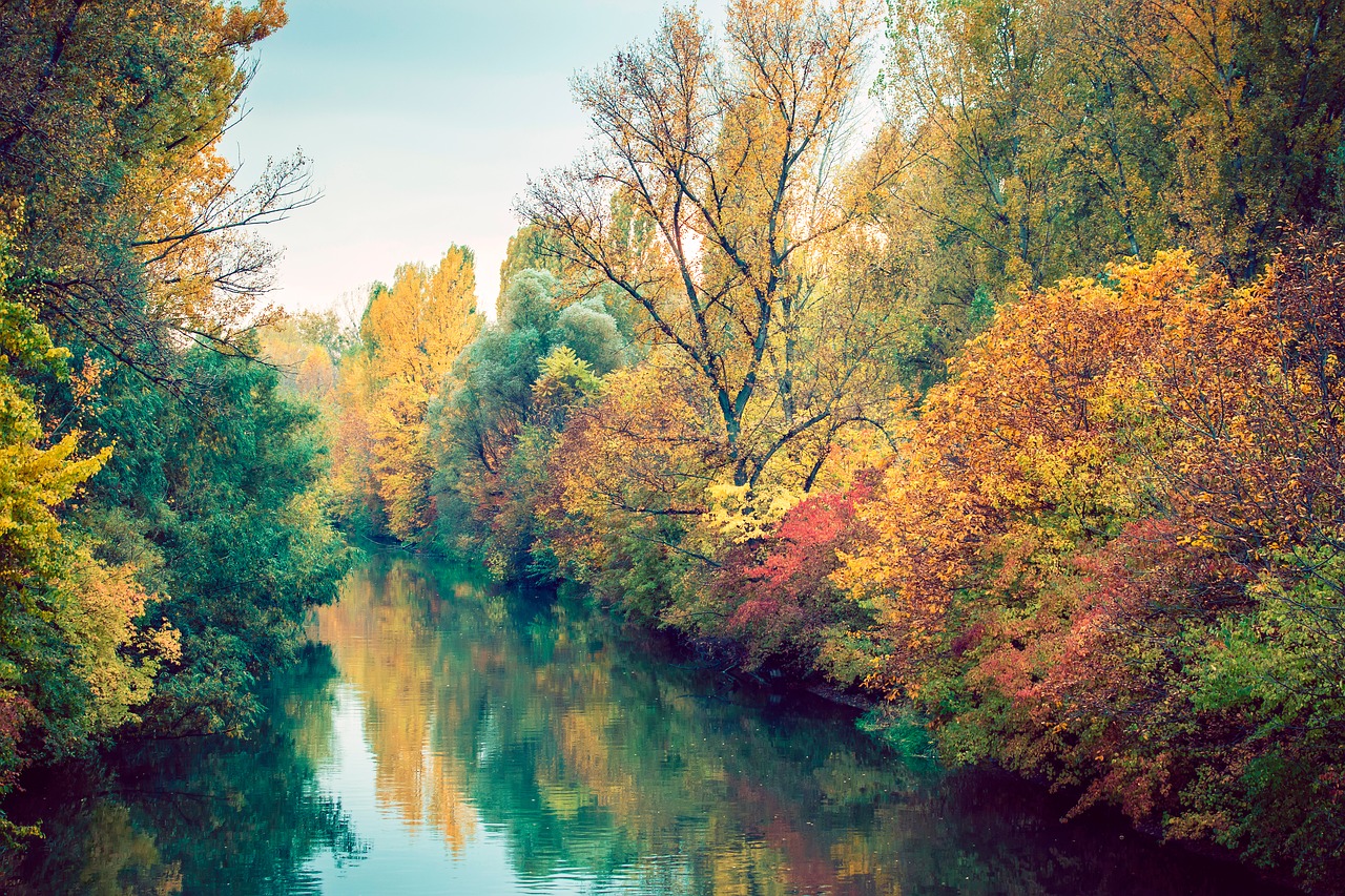 autumn green forest free photo