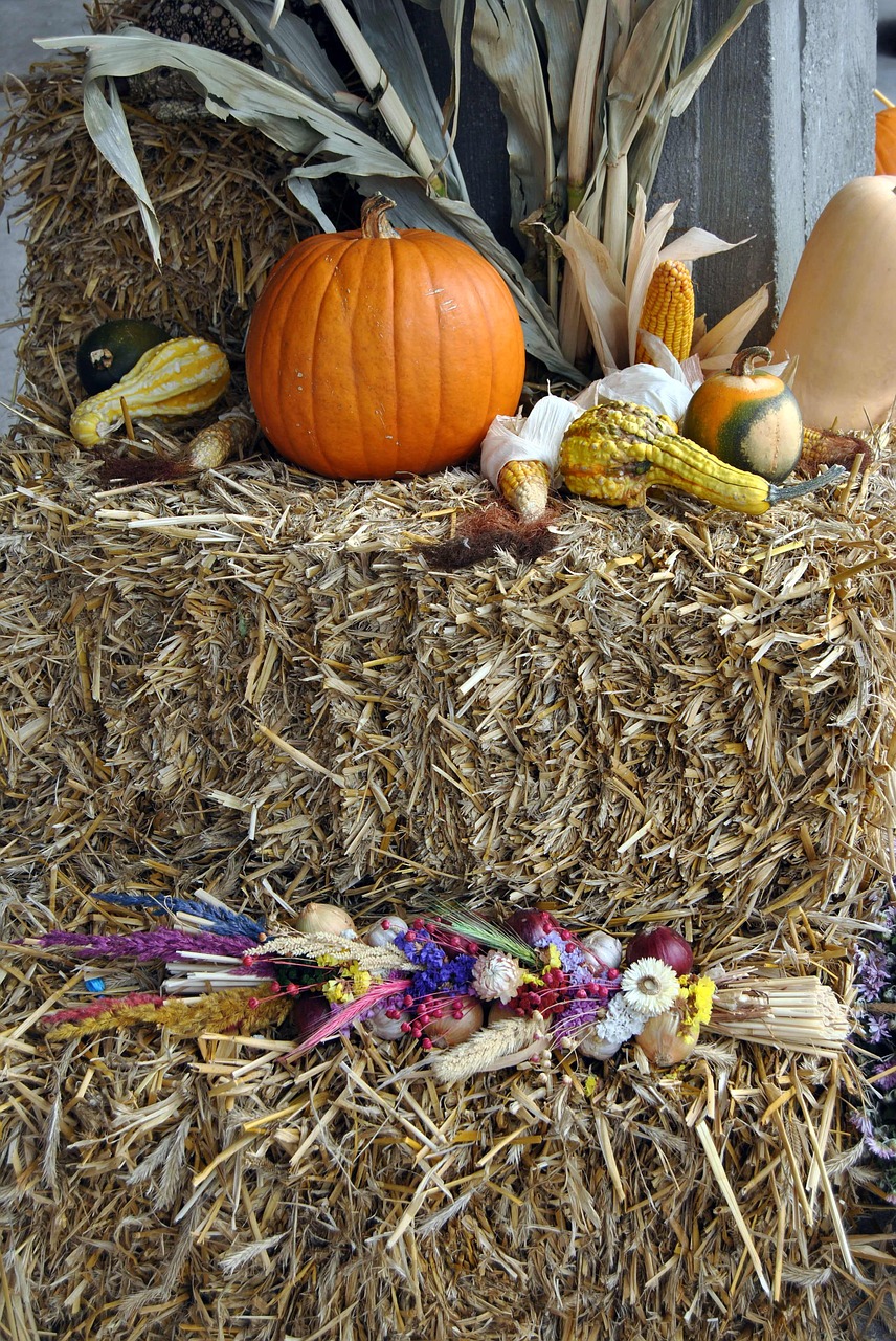 autumn straw harvest free photo