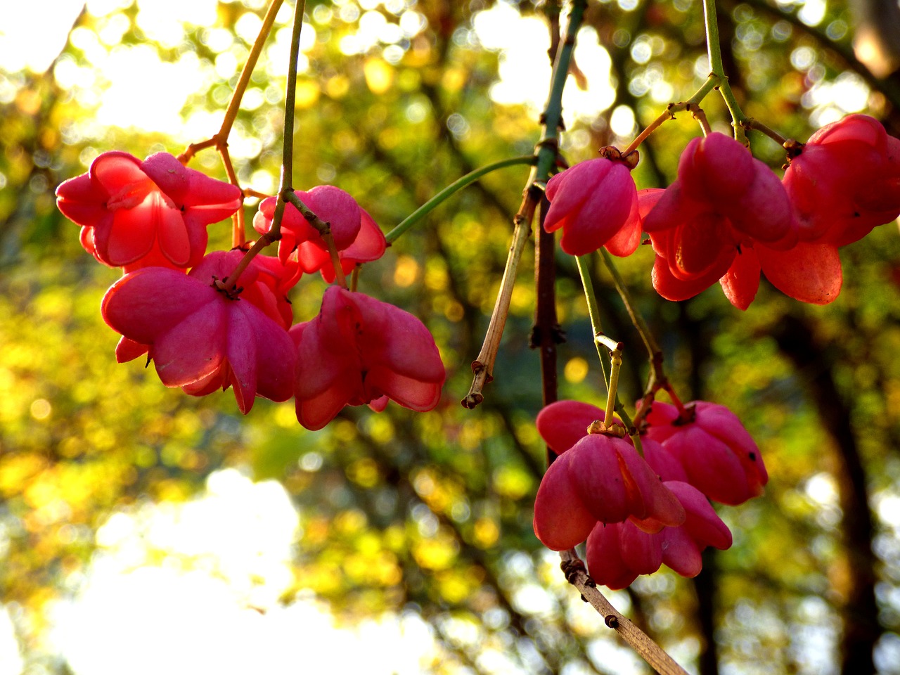 autumn flowers flower free photo