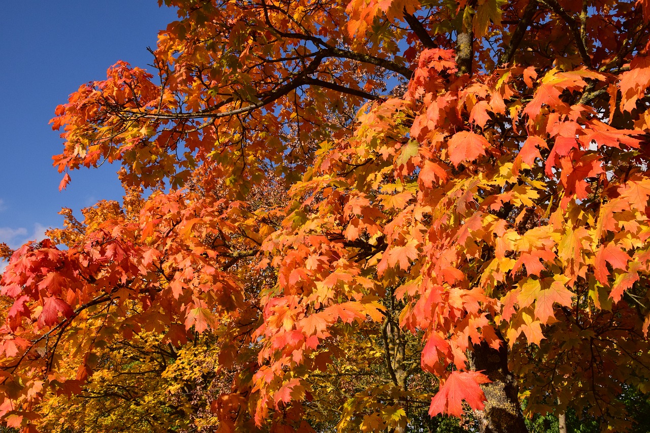 autumn fall foliage leaves free photo