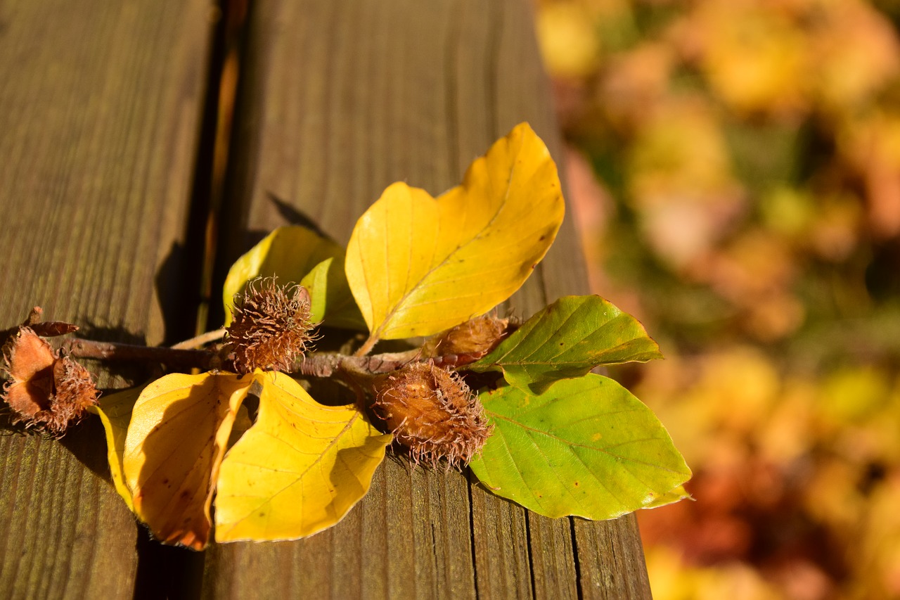 autumn seeds nature free photo