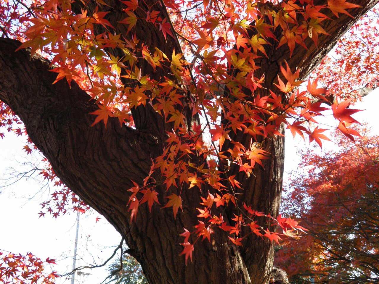 autumn autumn leaves wood free photo