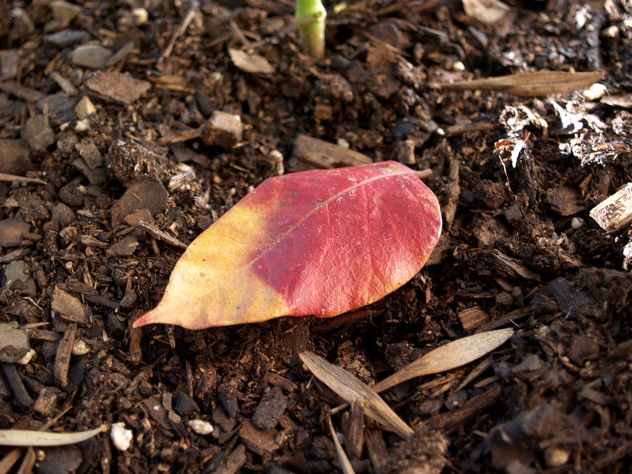 autumn leaf nature free photo