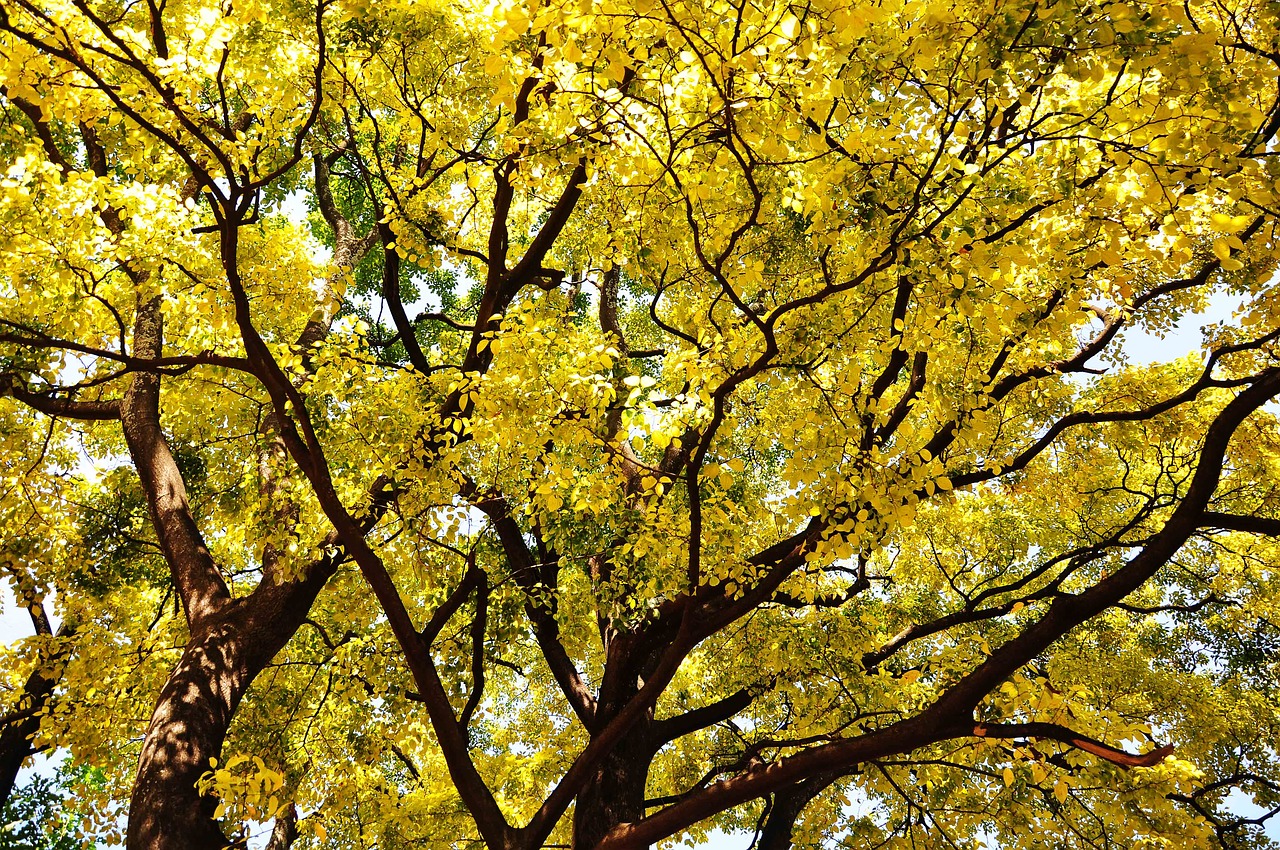 autumn golden yellow shade free photo
