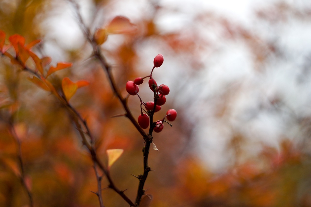 autumn foliage branch free photo