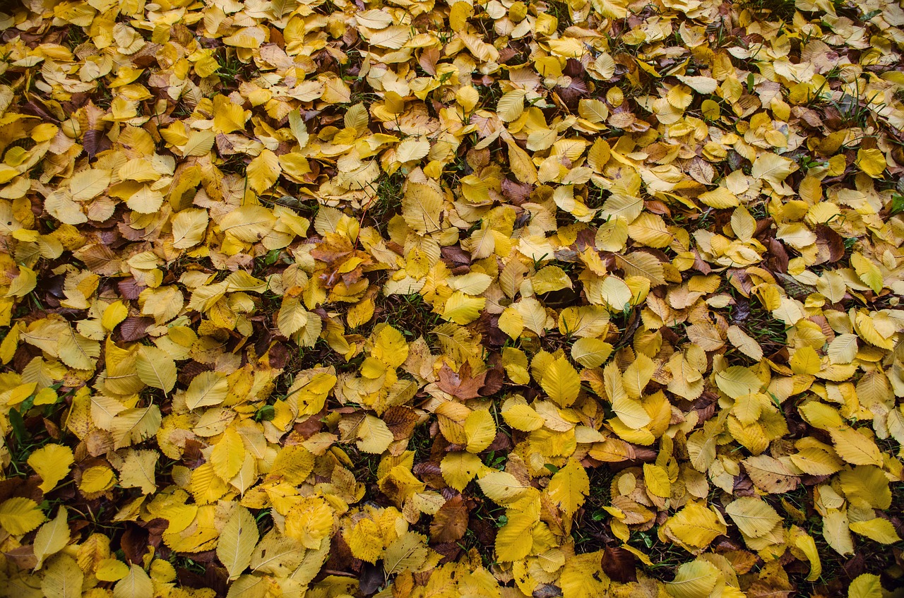 autumn leaves nature free photo