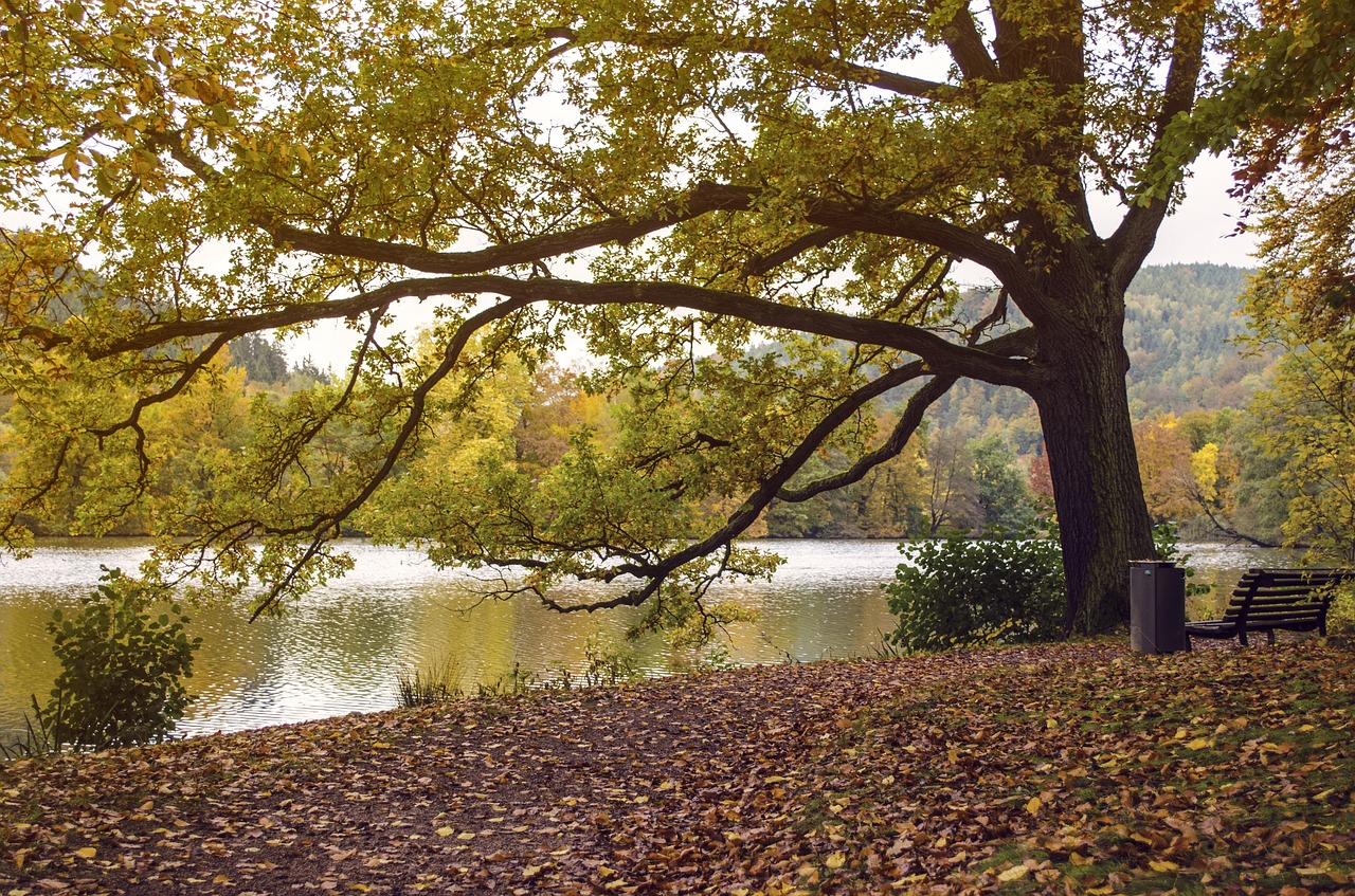 autumn nature tree free photo