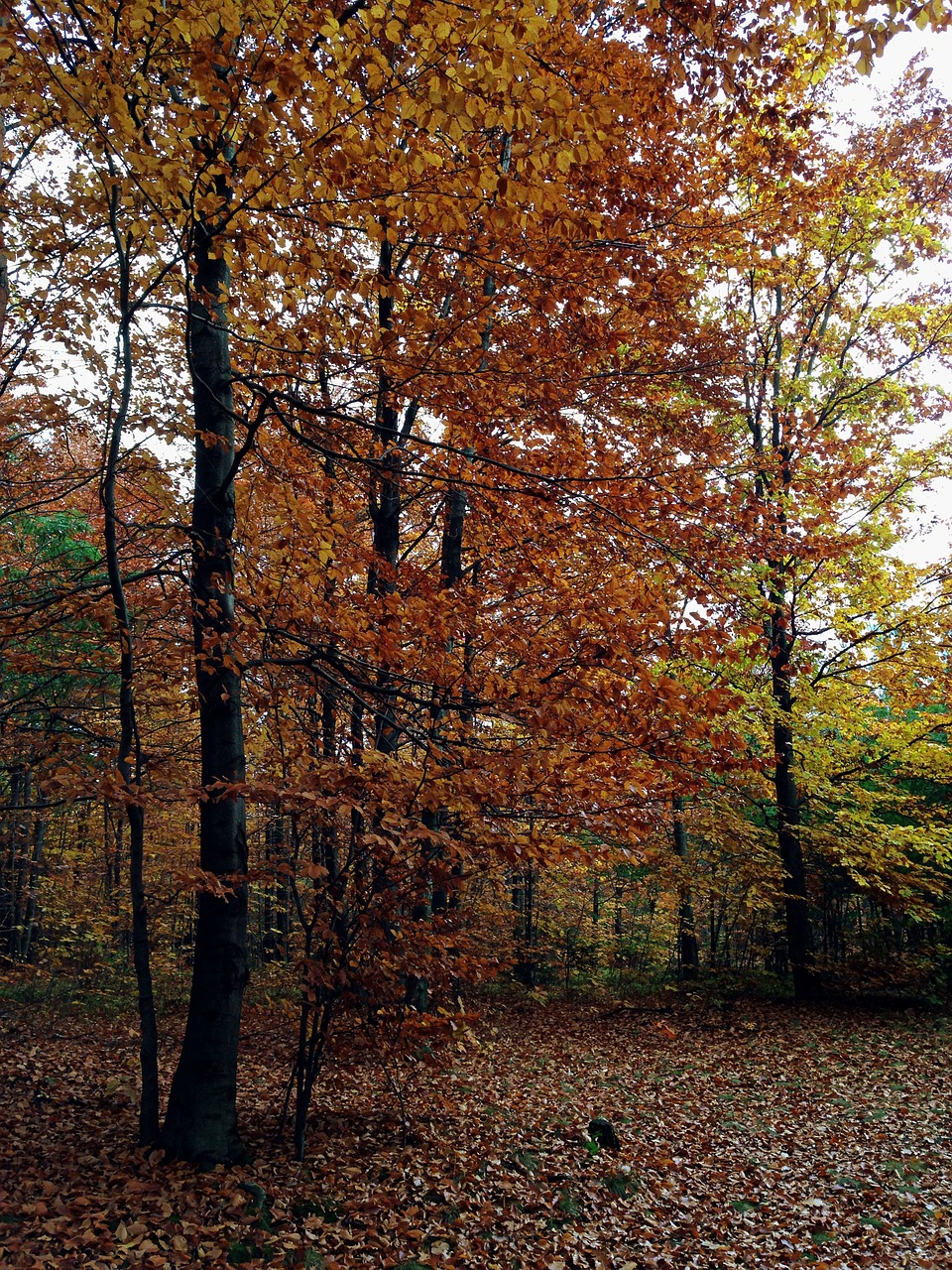 autumn forest foliage free photo